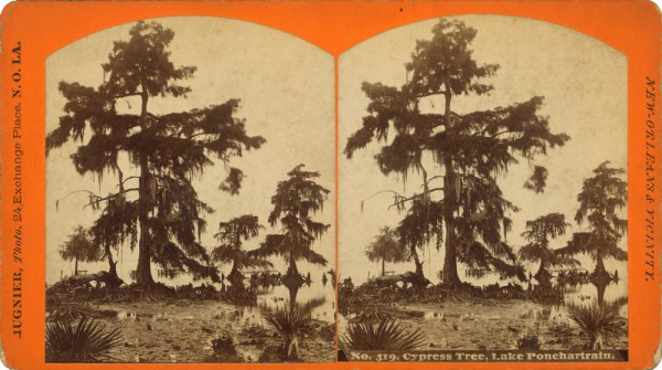 Cypress_tree,_Lake_Ponchartrain,_by_George_F_a