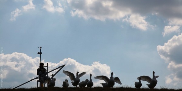 Agnes Meyer-Brandis – Moon Geese with flight chariot Videostill, Moon Goose Colony 2011 @ Agnes Meyer-Brandis, VG-Bild Kunst 2016