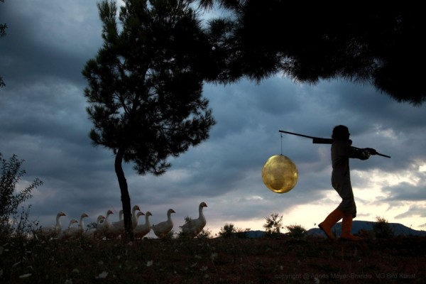 Agnes Meyer-Brandis - The Moon Goose Analogue